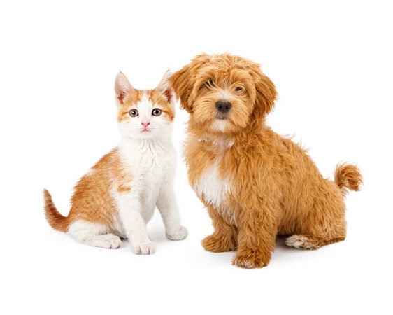 Cat and Dog sitting down Together